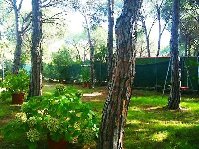 Dei Pini Iun S3571 * サンタ・マルゲリータ・ディ・プーラ